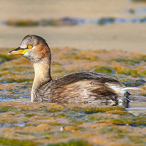 Little Grebe